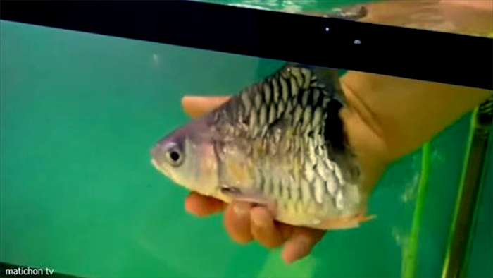 驚愕 体半分を失った状態で生き続ける魚がタイにいる 金魚一筋 100 金魚飼育ガイド