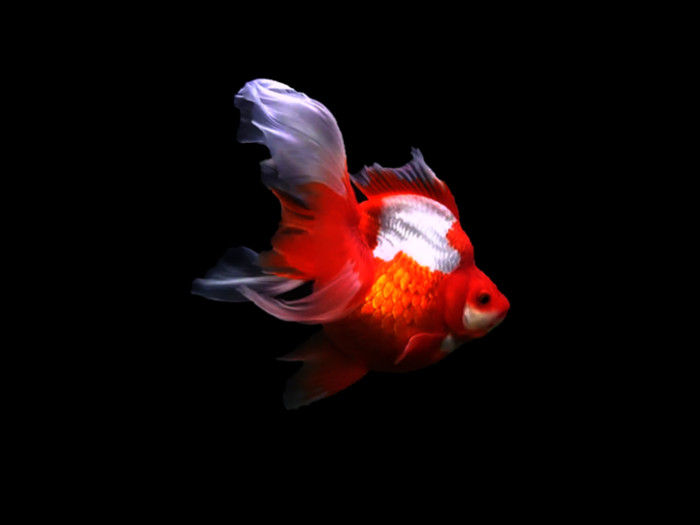 金魚の種類|琉金|詳細解説|写真・画像付き : 金魚一筋 100%金魚飼育ガイド