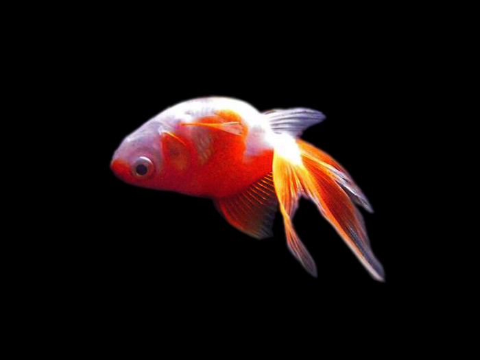 金魚の病気 転覆病 写真 画像付き種類別症状 治療法解説 金魚一筋 100 金魚飼育ガイド