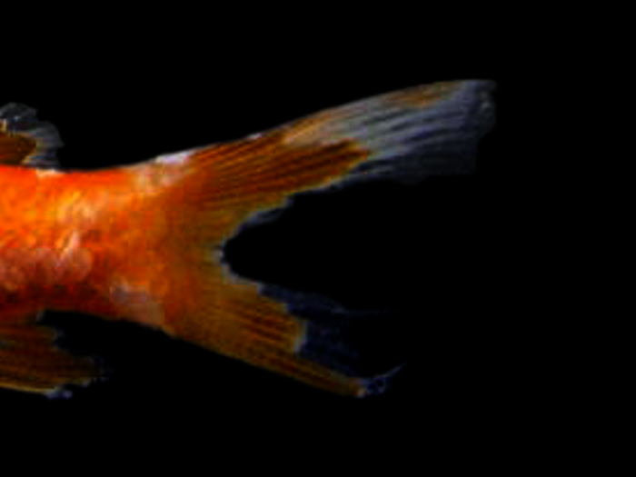 金魚の病気 尾腐れ病 写真 画像付き種類別症状 治療法解説 金魚一筋 100 金魚飼育ガイド