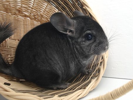 動物 動物情報発信