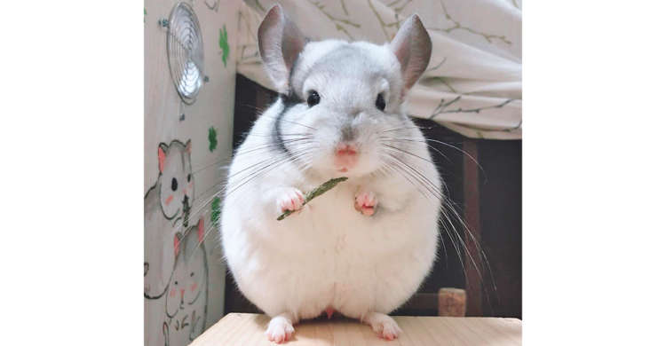 チンチラのカラーバリエーションは チンチラのカラーバリエーションはとても豊富 動物情報発信 チンチラのカラーバリエーションは チンチラのカラーバリエーションはとても豊富 動物情報発信