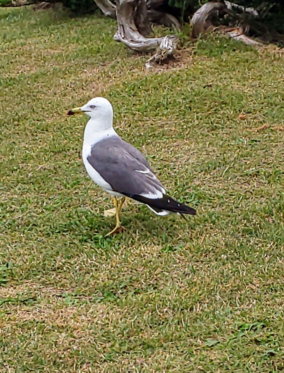 種差海岸のウミネコ 動物情報発信
