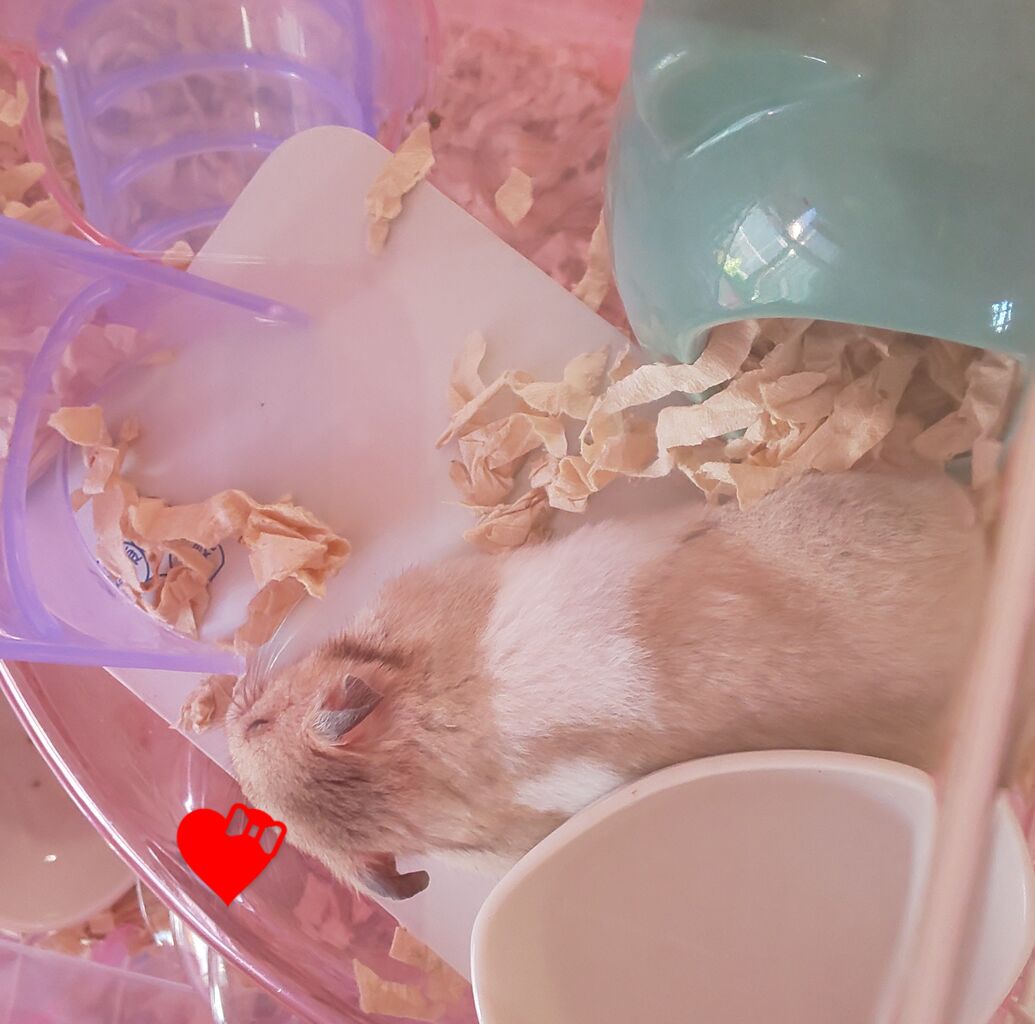 ハムスターも熱い ハムスターのひんやりグッズがおすすめ 動物情報発信