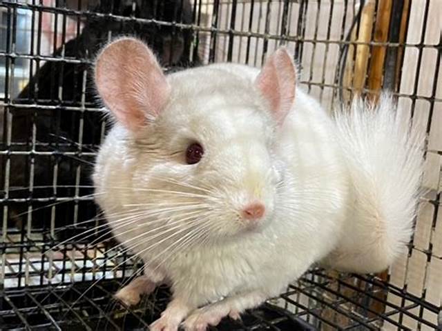 チンチラのカラーバリエーションは チンチラのカラーバリエーションはとても豊富 動物情報発信 チンチラのカラーバリエーションは チンチラのカラーバリエーションはとても豊富 動物情報発信