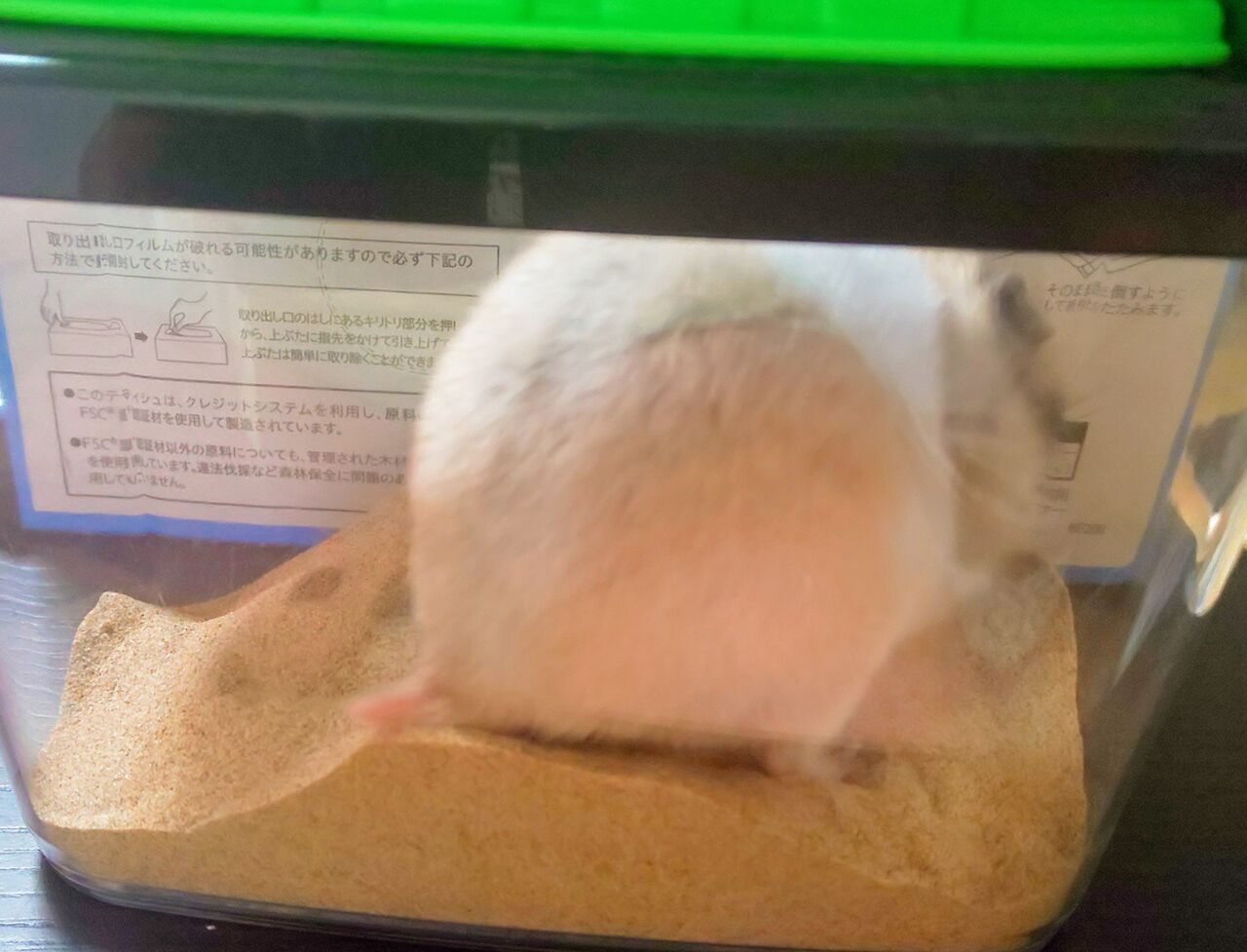 ハムスターの砂浴びする理由は 砂浴びの姿可愛いすぎる 動物情報発信