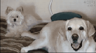 動物gif ふふってなるgifを集めています ３ かわいい動物まとめ