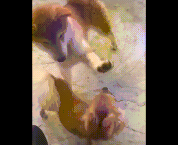 動物gif おもしろgif画像ｗｗｗｗｗ １ かわいい動物まとめ