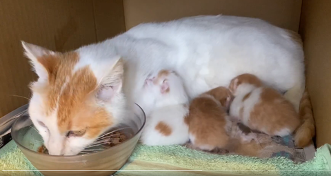 スクリーンショット 2025-05-25 205337