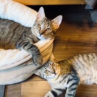 卒業生ごま＆きなこ宣材縮小