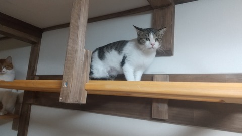 しらたま宣材写真