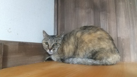 DSC_1389 - コピー