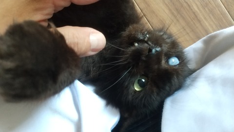 あいちゃん1カ月後 (5)