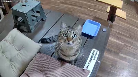 こっきテレビ鑑賞