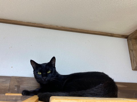 OBオレオ宣材縮小