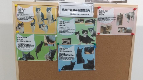 かぼちゃブログ用モノクロメンバー表