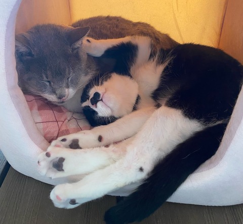 おじいちゃんとお兄ちゃん