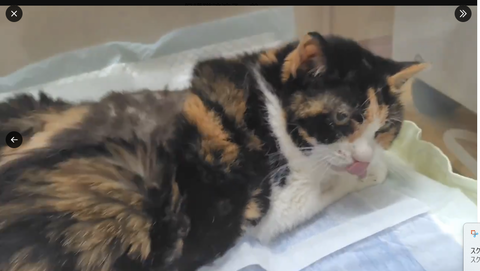 スクリーンショット 2025-09-25 141056