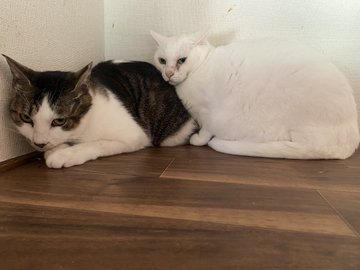GNWQupkbEAAtNcx