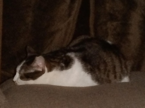 Messenger_creation_E5AA96E6-3A73-471C-914E-2C29FA86DE00