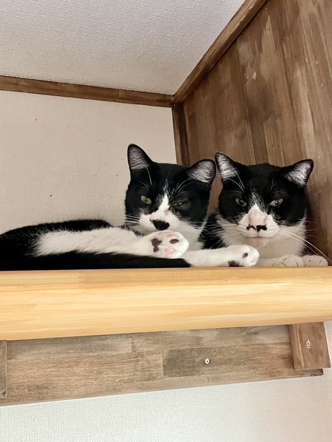 お兄ちゃんとおじさん