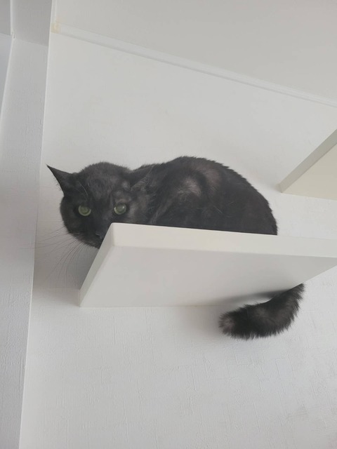 譲渡時のガッツ２