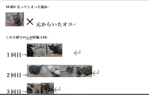 のんの妊娠系統図