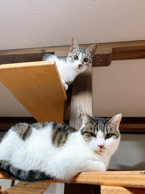 ふみいただいた写真