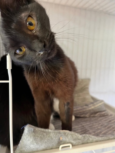 新入り３兄弟 (1)