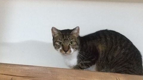 マンボ9月22日(入室24日目) (1)