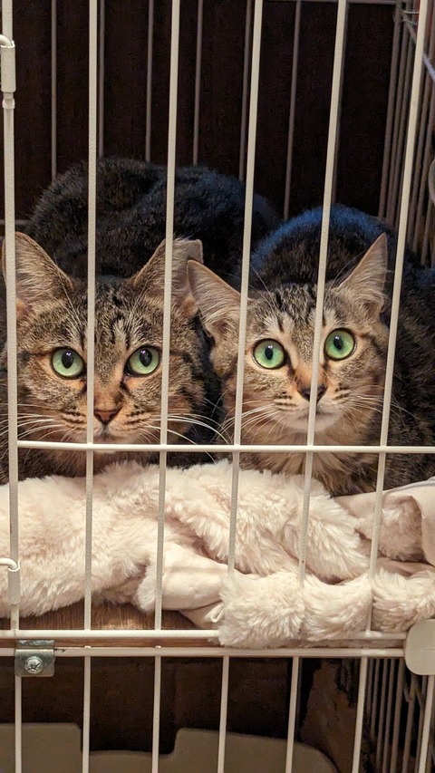 びゅんびゅんさとり