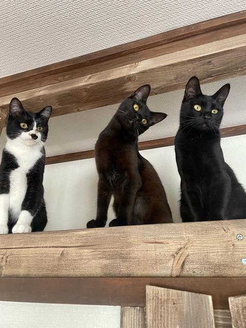 新メンバーそろい踏み