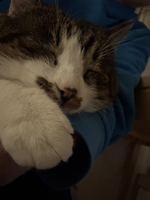 チャウ譲渡当日 (2)