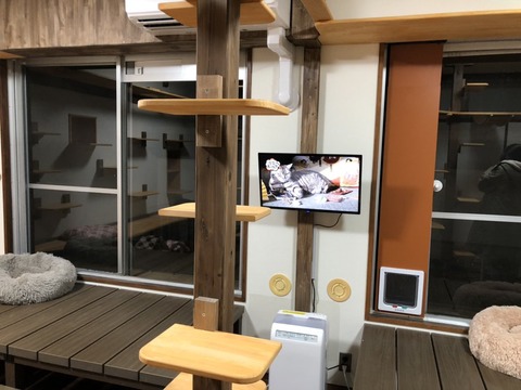 猫部屋テレビ