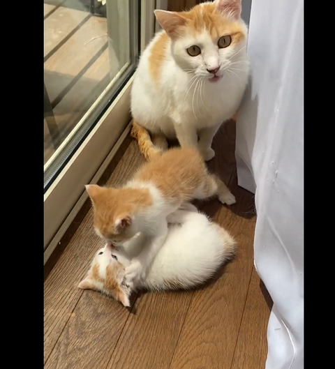 スクリーンショット 2025-05-25 204944