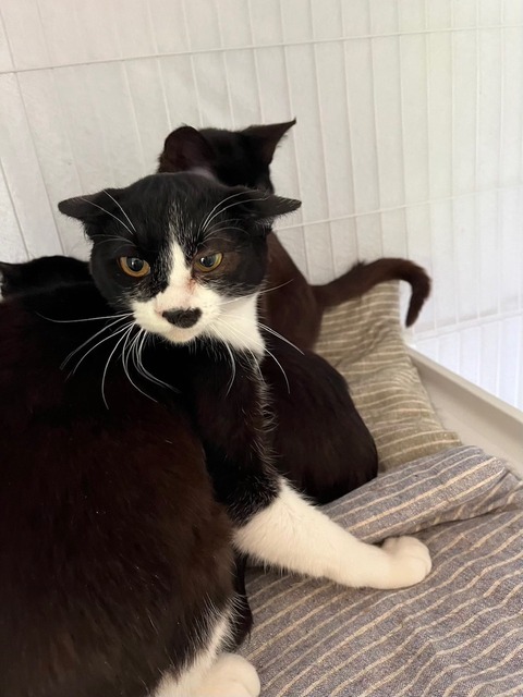 新入り３兄弟 (2)