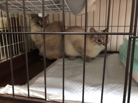 キャリーズ昔２