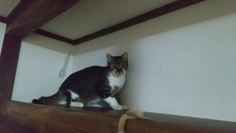 9月19日(入室22日目)のマンボ