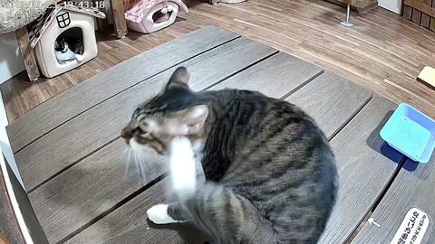 マンボ9月23日(入室25日目定点カメラ)2