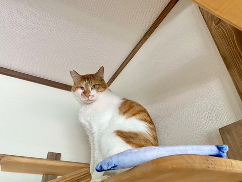 かぼちゃ宣材写真