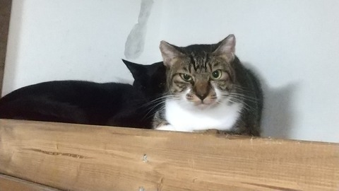 マンボ9月22日(入室24日目) (2)