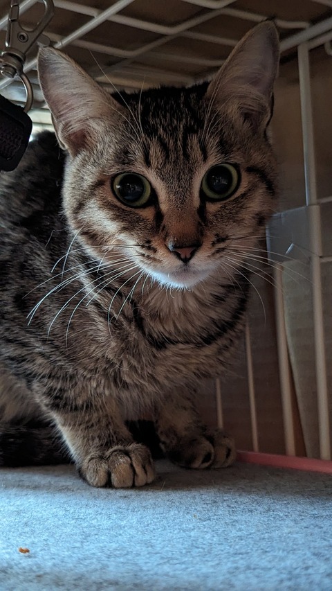 びゅんびゅん保護主宅