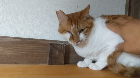 かぼちゃ3日目 (1)