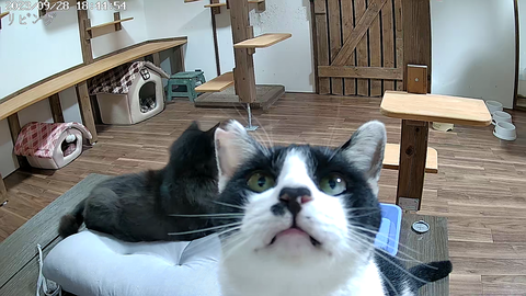 パンダ動画写真