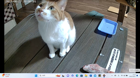 かぼちゃ動画鑑賞