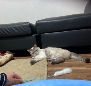 永遠（元キャリー））譲渡後写真