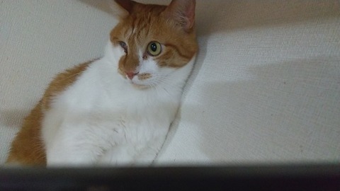 かぼちゃ１日目