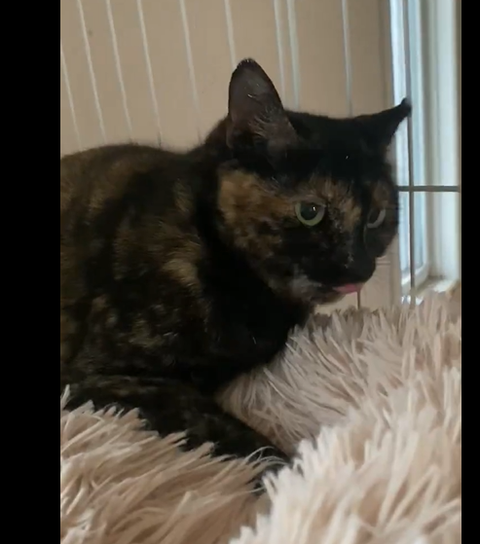 スクリーンショット 2025-04-13 133225