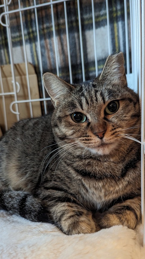 さとり保護主宅