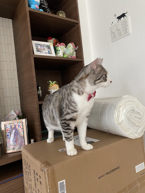 譲渡時のジャンボ２